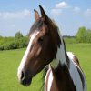 HorsesQuiz