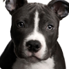 游戏下载Pitbull Dogs Jigsaw Puzzles