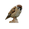 Sparrow Bird Game破解版下载