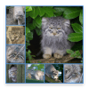 Pallas Cats