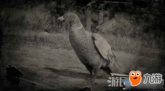 《荒野大镖客2》环颈雉位置及狩猎方法介绍