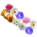 Fun flowers puzzle最新iphone版