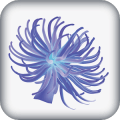 Anemone Reality版本更新