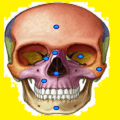 Jogando E Aprendendo Anatomia绿色版下载