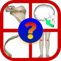 BONES Anatomy Quiz Trivia绿色版下载