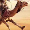 骆驼种族迪拜骆驼模拟器玩不了怎么办