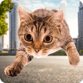 Crazy Cat Simulator 2018官方下载