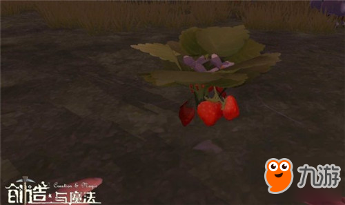 创造与魔法有什么植物 全部植物一览