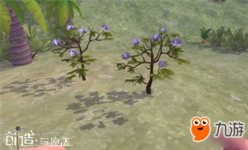 创造与魔法有什么植物 全部植物一览