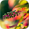 Plants Tile Puzzle免费下载