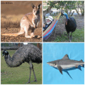 Australian Animal Quiz如何升级版本