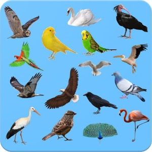 Learning Birds with Picture - Test - Sound