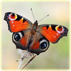 Butterfly Jigsaw Puzzles