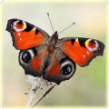 Butterfly Jigsaw Puzzles免费下载