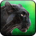 Wild Panther Hunter Survival费流量吗