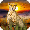 African Wild Life: Cheetah Survival
