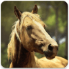 Horses memory game - beautiful photos of horses快速下载