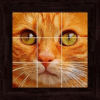 Cats Puzzles - 100 Pictures终极版下载