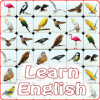 Onet Bird English官方下载