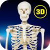 Osseous System in 3D (Anatomy) Quiz