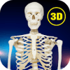 Osseous System in 3D (Anatomy) Quiz无法打开