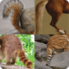 Guess the Name of Animal - Tail