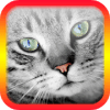 Translator for Cats - Cat Translator安全下载