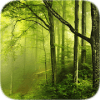 Forest Tile Puzzle如何升级版本