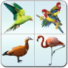 Bird Memory Matching Game官方版免费下载