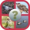 Birds Quiz : Guess The Birds玩不了怎么办