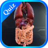 Internal Organs in 3D (Anatomy) Quiz