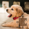 Jigsaw Puzzles: Dogs and Puppies