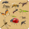 Insects - Learning Insects. Practice Test Sound破解版下载