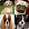 Guess Popular Dog Breeds Quiz