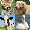 Guess The Animal Fun