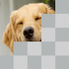 Guess Dog Breeds Quiz - Tiles