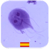 Quiz de Parasitología官方下载