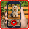 Puppy Dogs GO! Pocket Edition绿色版下载