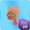 VR Organ Pencernaan