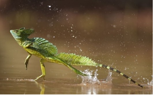 凌波微步ios刷分攻略教程