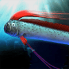 oarfish and mysterious deep-sea fish