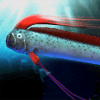 oarfish and mysterious deep-sea fish版本更新