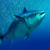 Big Tuna Fishing安全下载