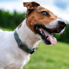 Jack Russell Terriers Puzzle