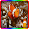 Find Nemo fishs puzzle games