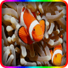 Find Nemo fishs puzzle games绿色版下载