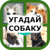 Угадай собаку费流量吗