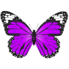 Butterfly Coloring Book Paint Free