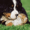 Puppy and Kitten Cute Jigsaw Puzzles