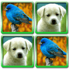 Match Puzzle Game Animals For Kids版本更新